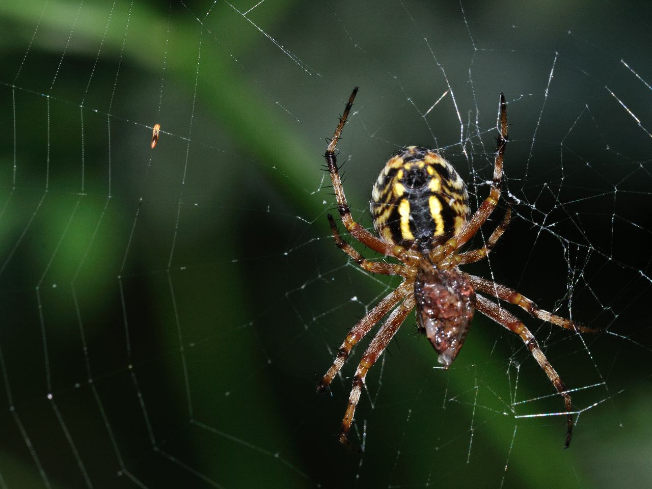 Id ragno 1 (Mangora acalipha?)
